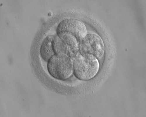 武汉供卵试管费用明细,武汉供卵试管费用多少钱-代怀最正规的